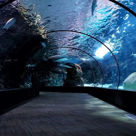 Aquarium en palma de Mallorca